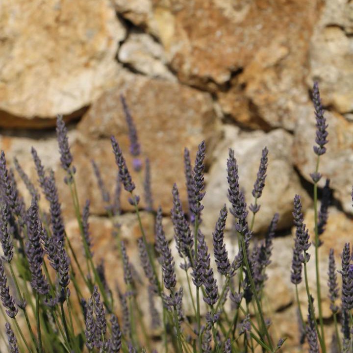Photo of Others in Ecrosnes