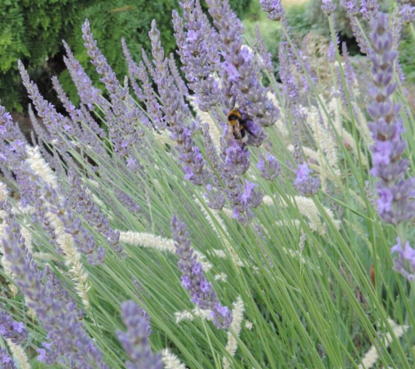 Photo of Outdoor in Apt