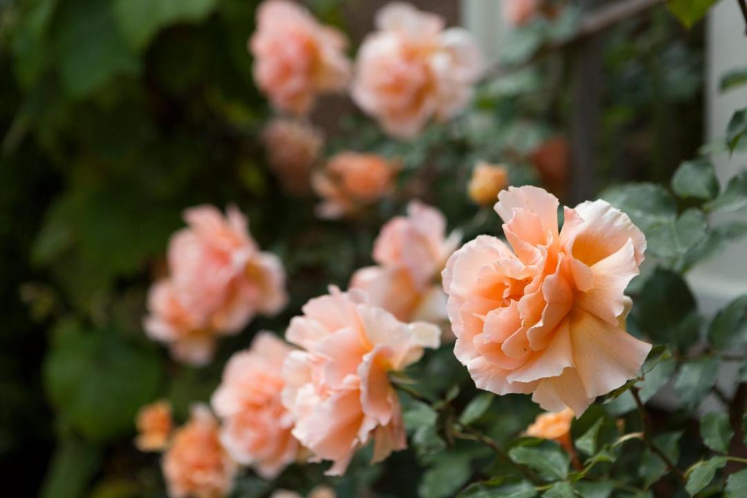 Photo of Others in Upper Lake