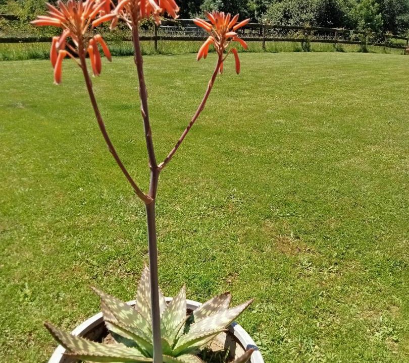 Photo of Outdoor in Betchat