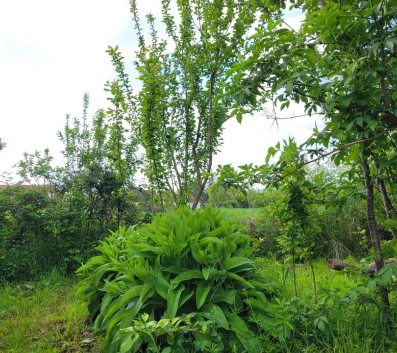 Photo of Outdoor in Besson