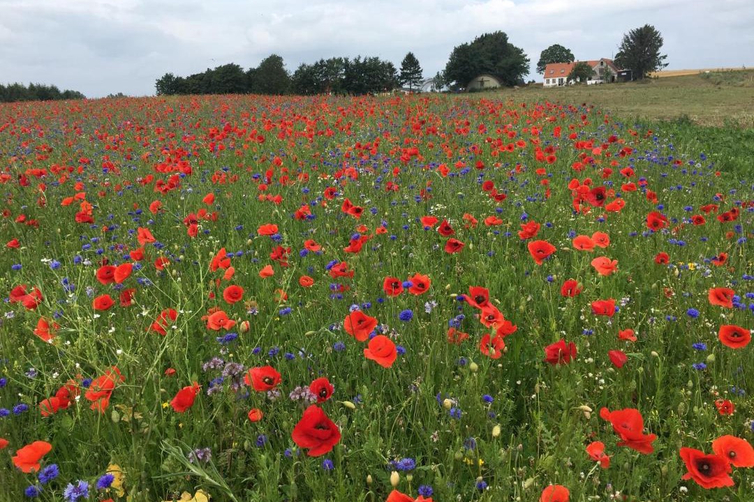 Photo of Others in Udsholt