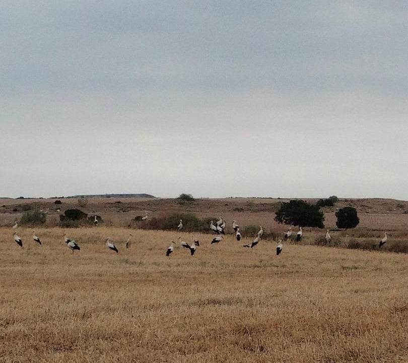 Photo of Others in Monegrillo