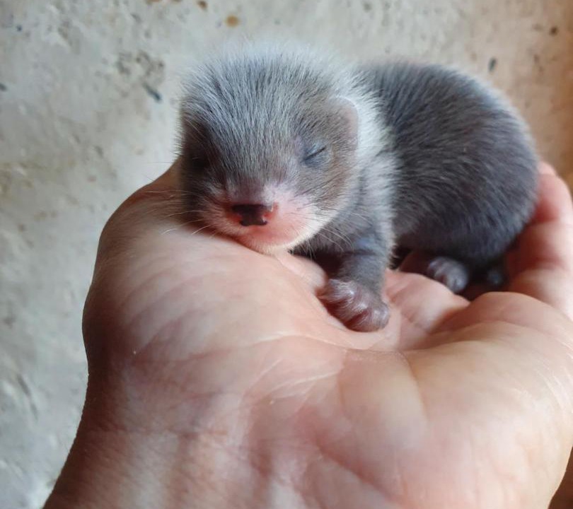 Photo of Others in Sablonnieres