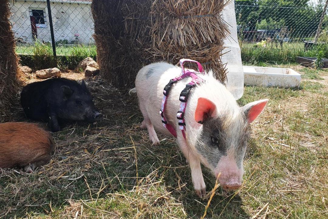 Photo of Others in Sablonnieres