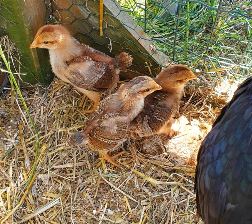 Photo of Others in Sablonnieres