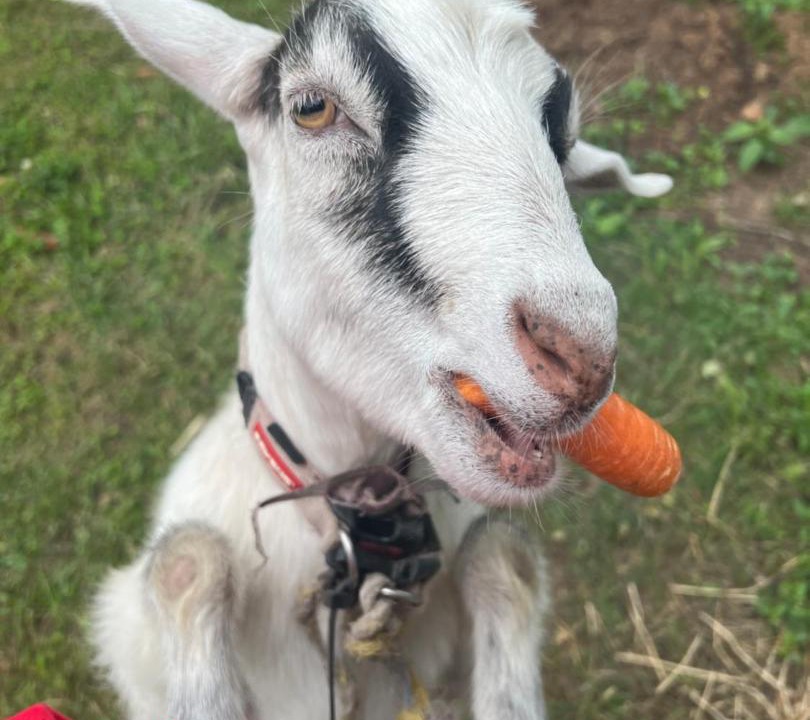 Photo of Others in Dungog