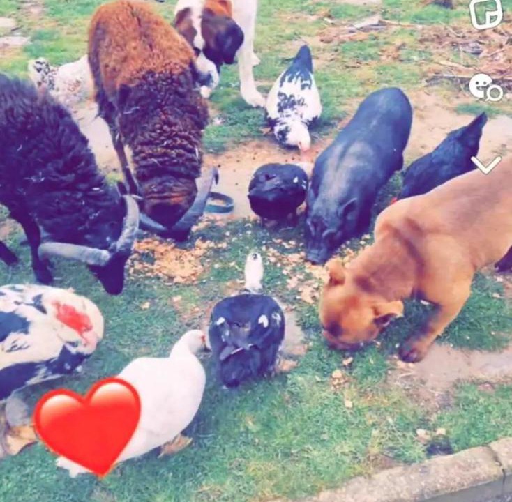 Photo of Others in Audinghen