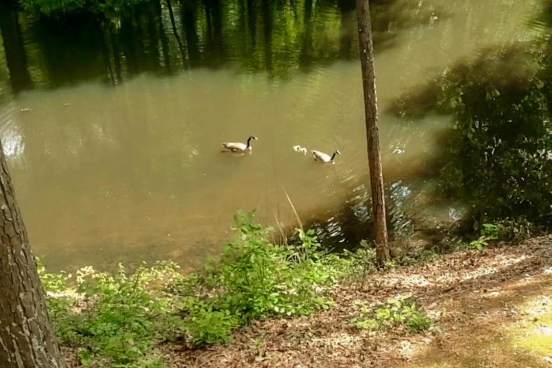 Photo of Others in Hot Springs Village