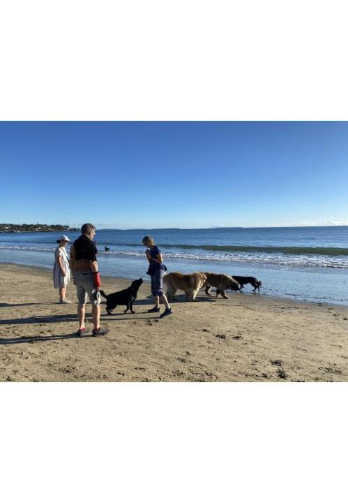 Photo of Others in Takapuna