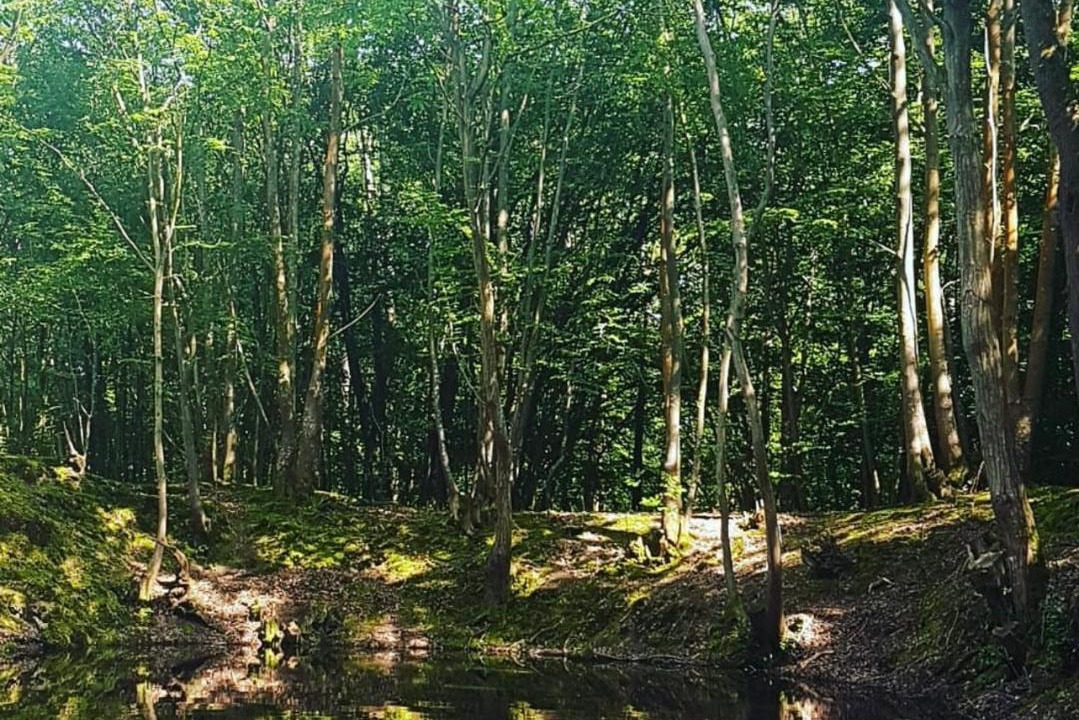 Photo of Others in Cranbrook