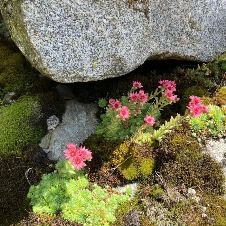 Photo of Others in Reckingen
