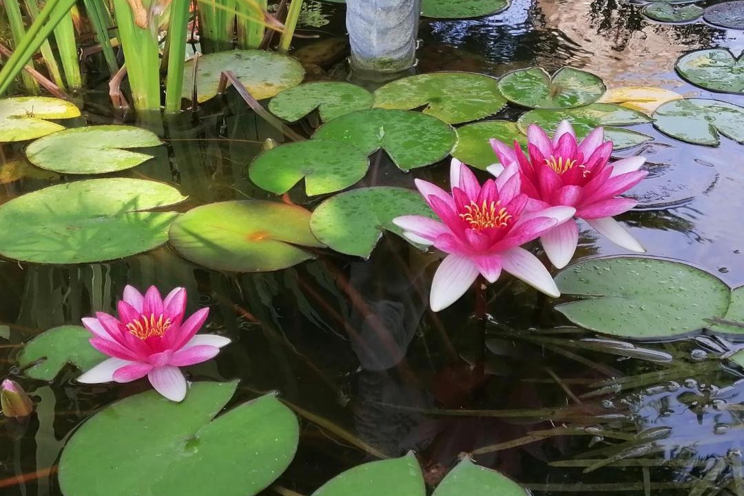 Photo of Others in Pajay