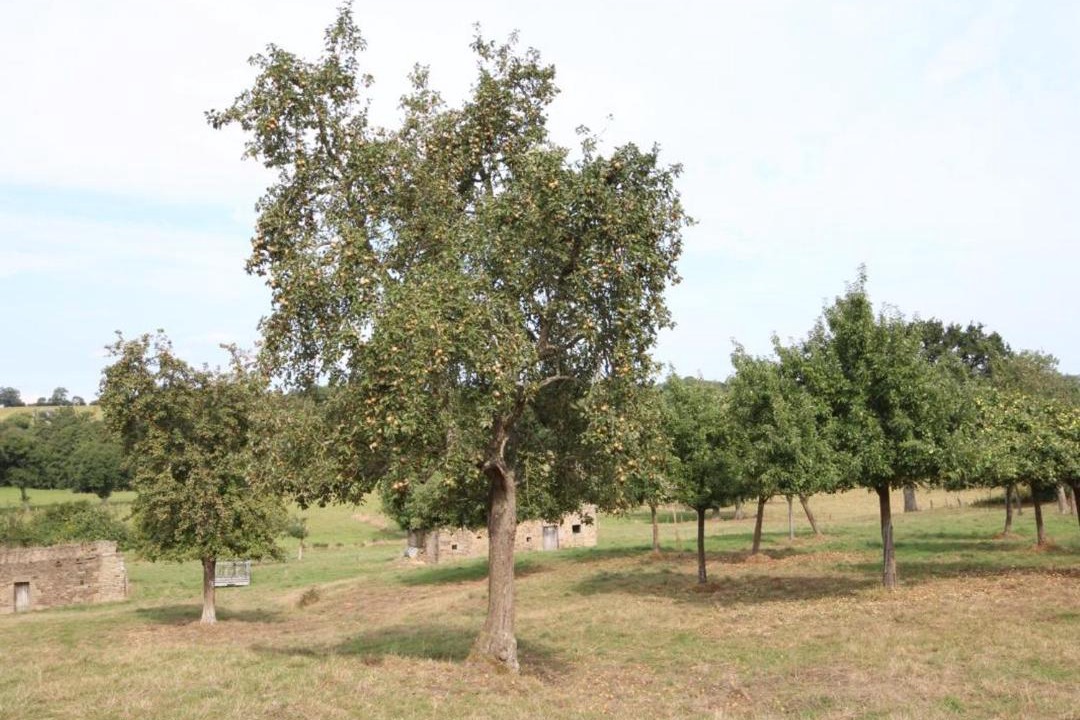 Photo of Others in Tinchebray-Bocage