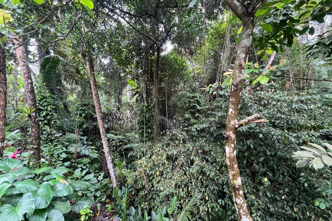 Photo of Others in Petulu