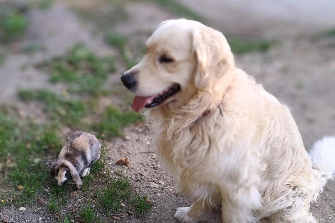 Photo of Others in Pierrefonds