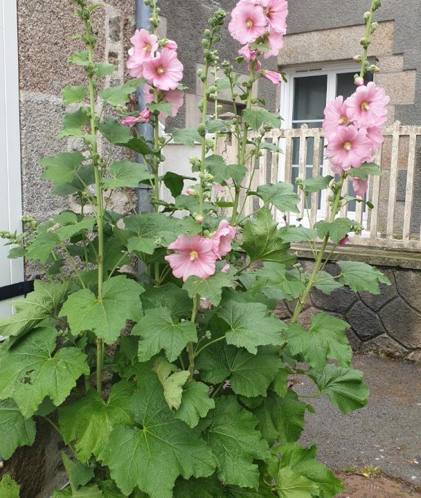 Photo of Others in Saint-Vaast-la-Hougue