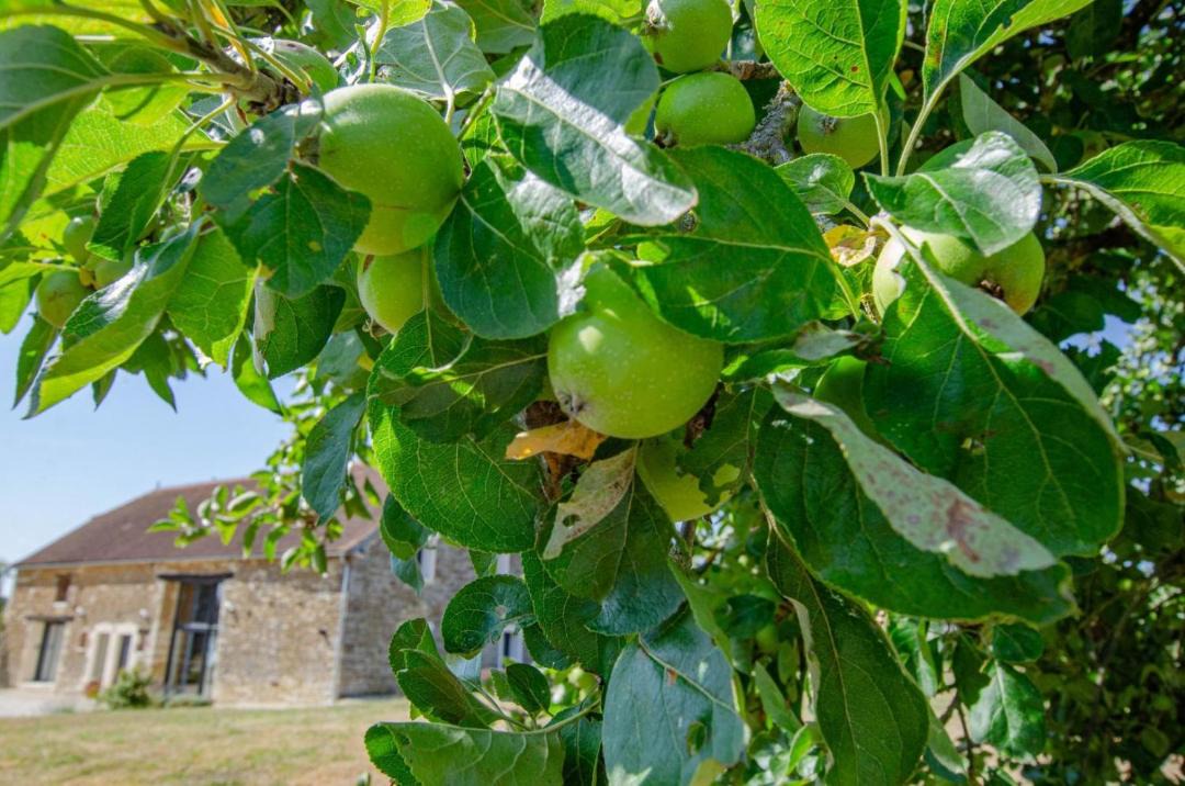 Photo of Others in Villiers-sous-Praslin