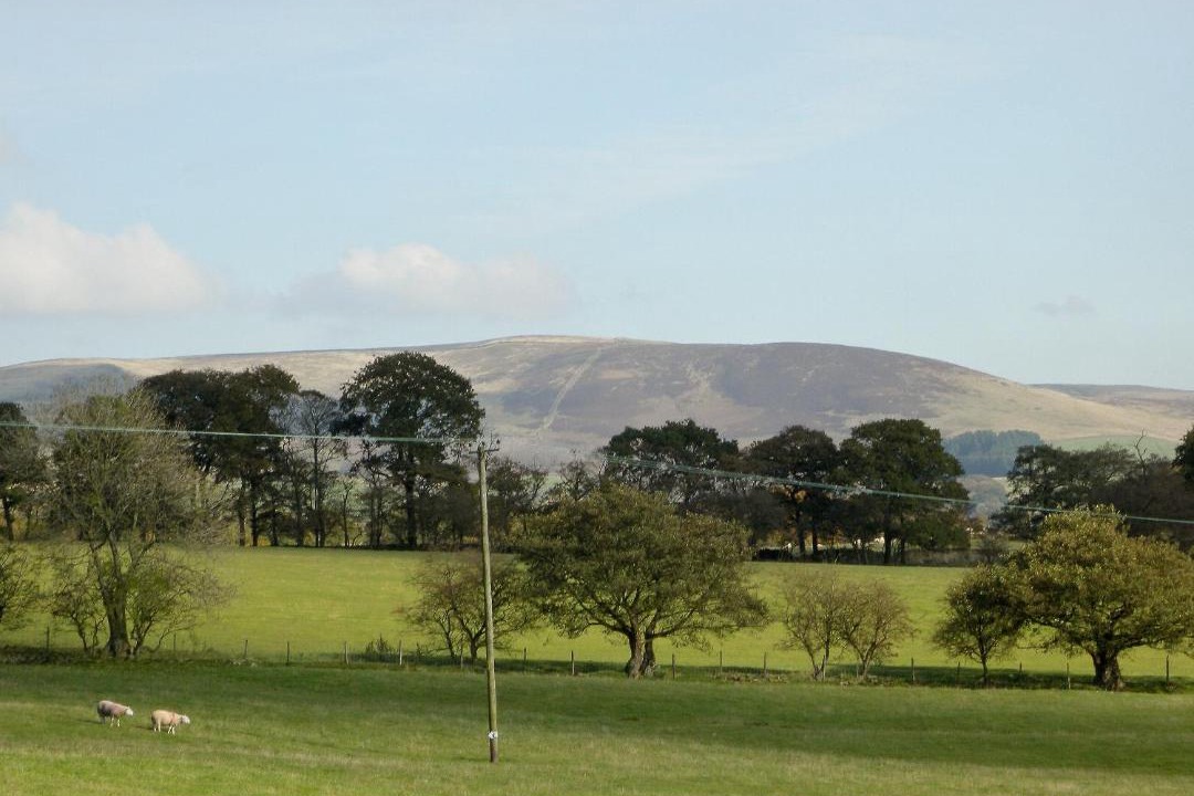 Photo of Others in Fence