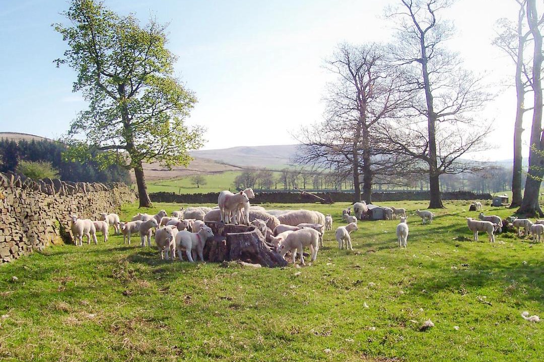 Photo of Others in Fence