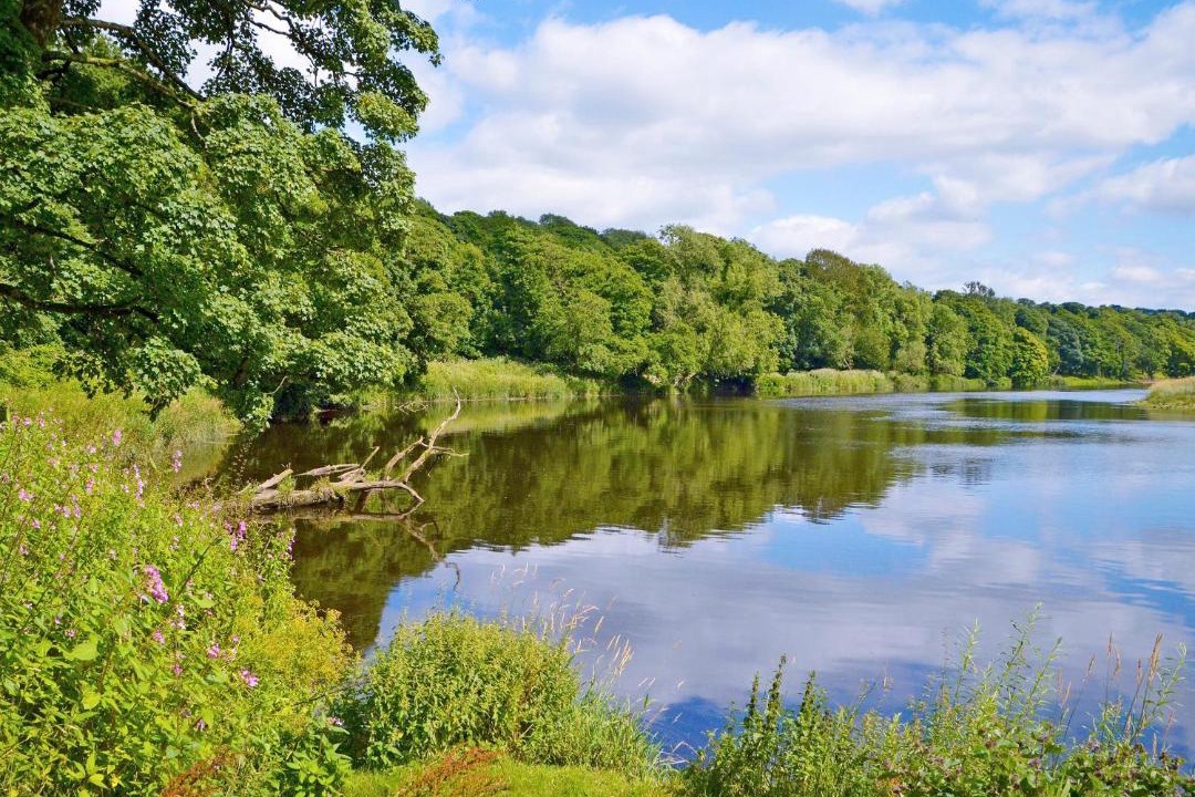 Photo of Others in Fence