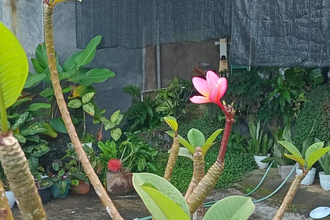 Photo of Outdoor in Tomohon