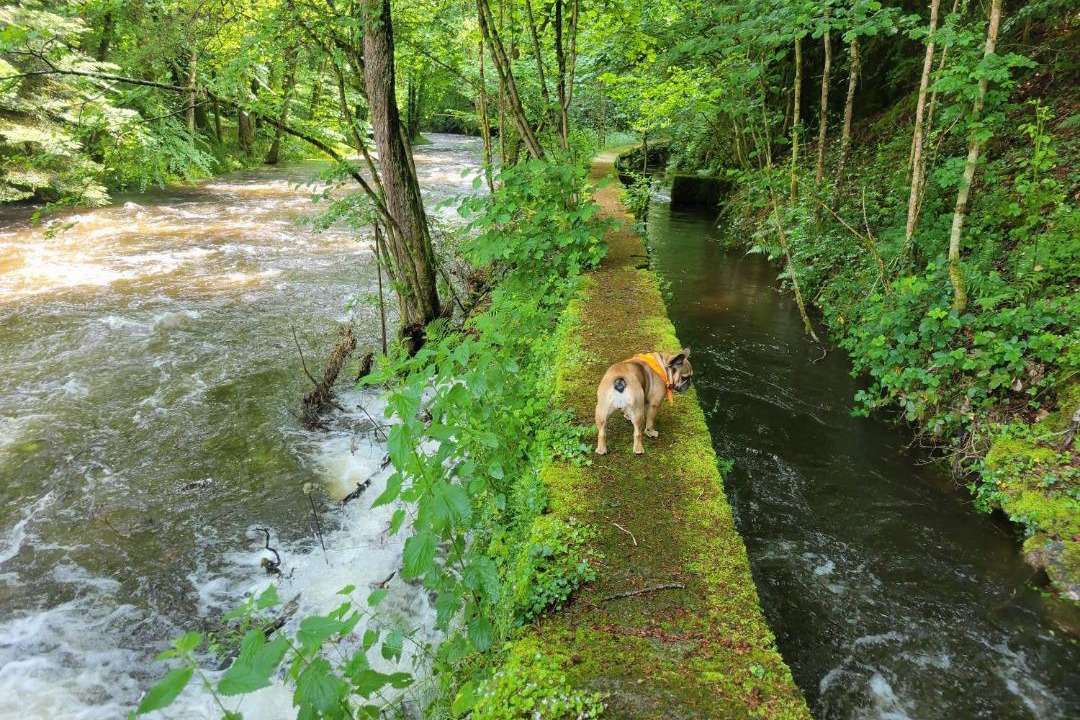 Photo of Others in Treignac
