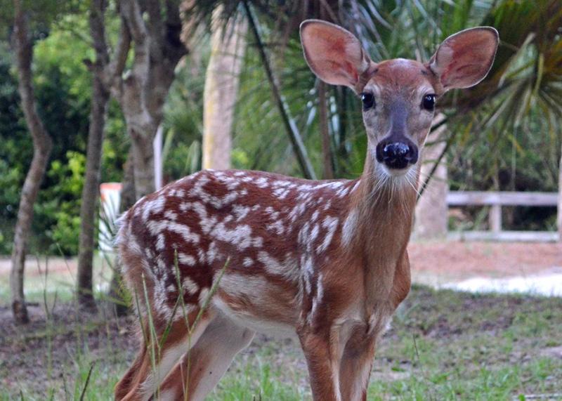 Photo of Others in Saint Helena Island