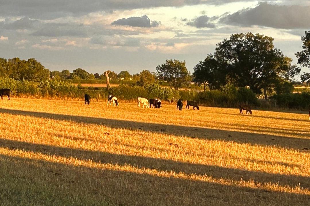 Photo of Others in Pickhill