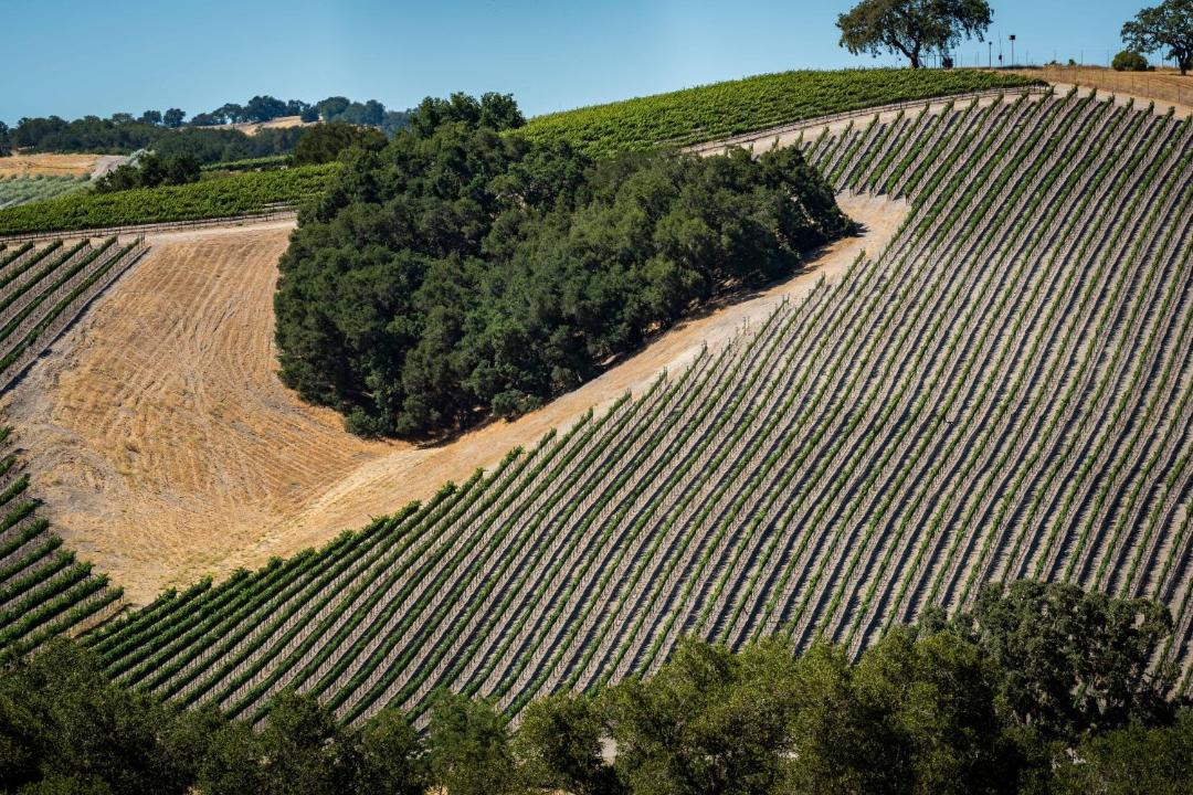 Photo of Others in Paso Robles
