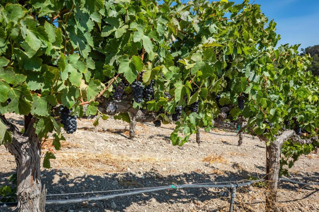 Photo of Others in Paso Robles