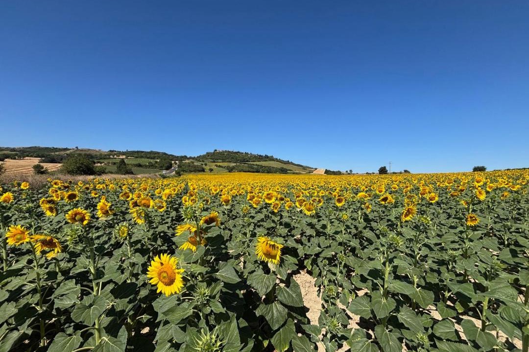 Photo of Others in Lavelanet