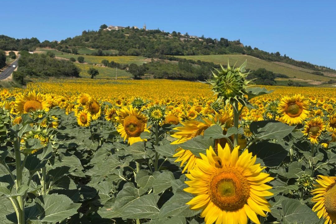 Photo of Others in Lavelanet