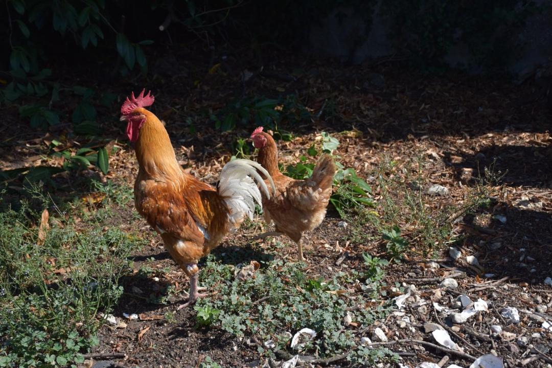 Photo of Others in Nouzilly