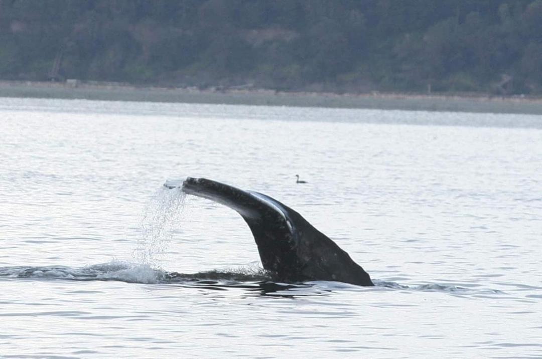 Photo of Others in Bells Beach