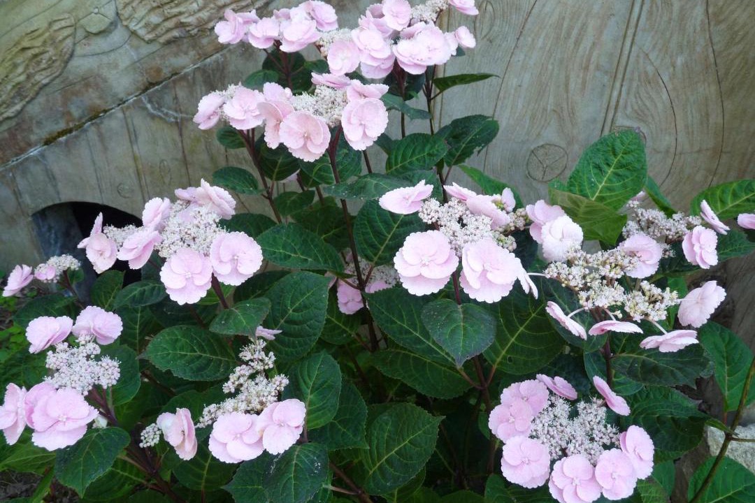 Photo of Others in Pineuilh