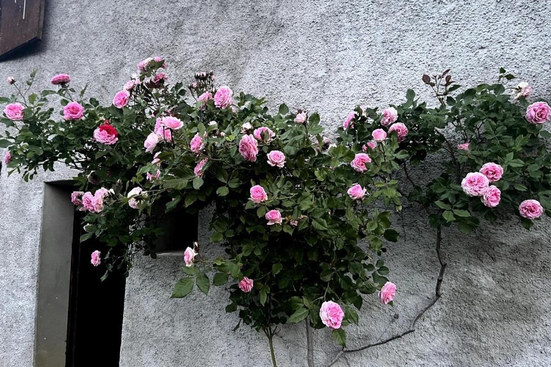 Photo of Others in Orsieres