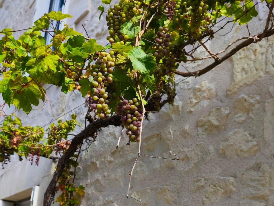 Photo of Others in Cravant-les-Coteaux