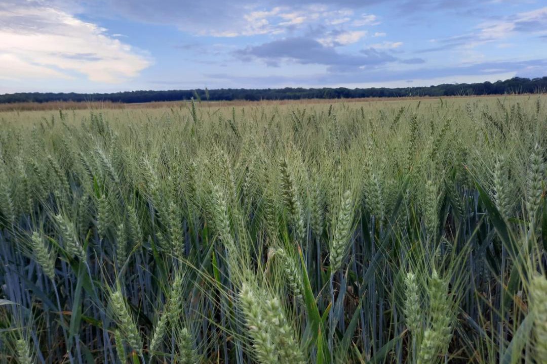 Photo of Others in Flexanville