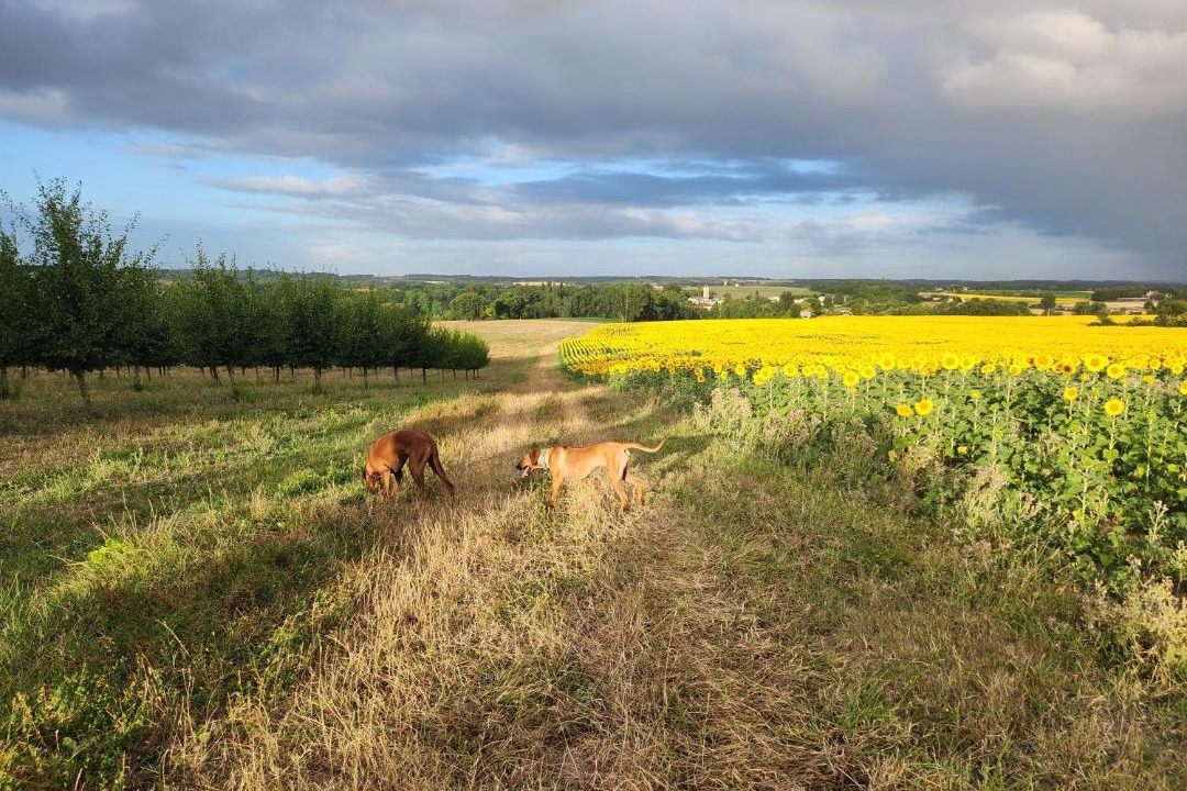 Photo of Others in Montignac-de-Lauzun
