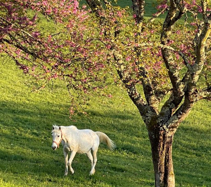 Photo of Others in Badefols-sur-Dordogne