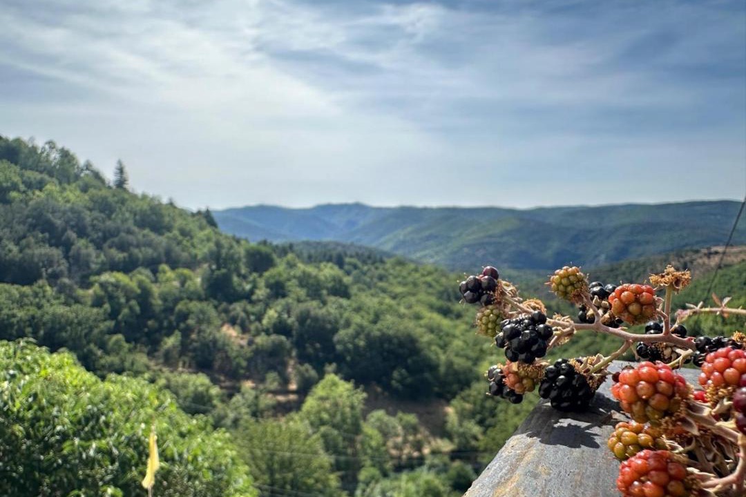 Photo of Others in Saint-Vincent-d'Olargues