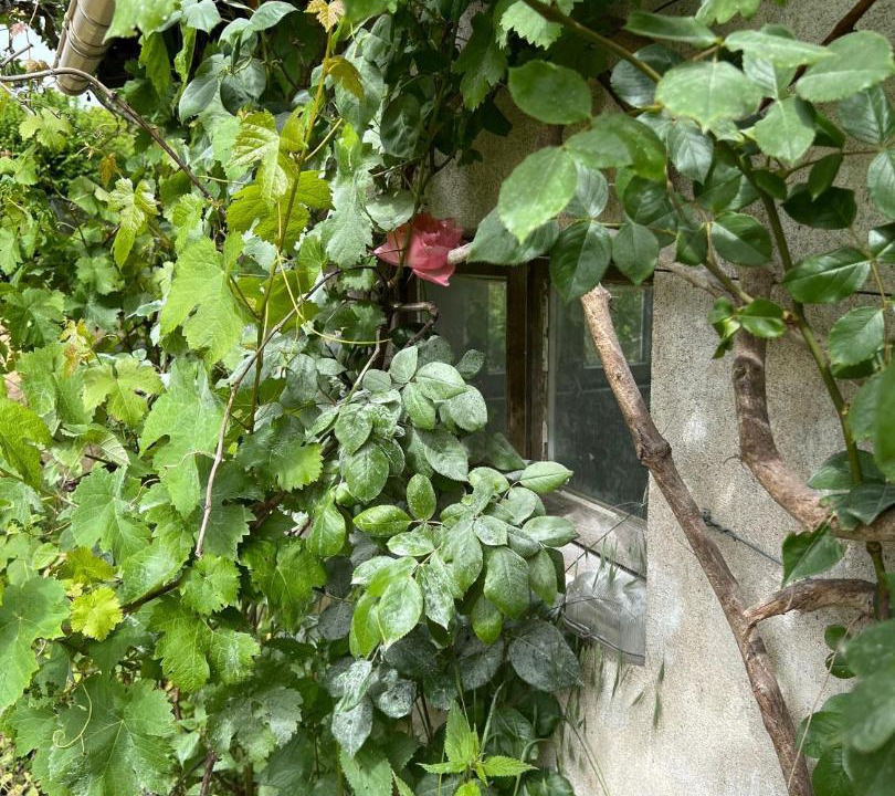 Photo of Others in Ligny-le-Ribault