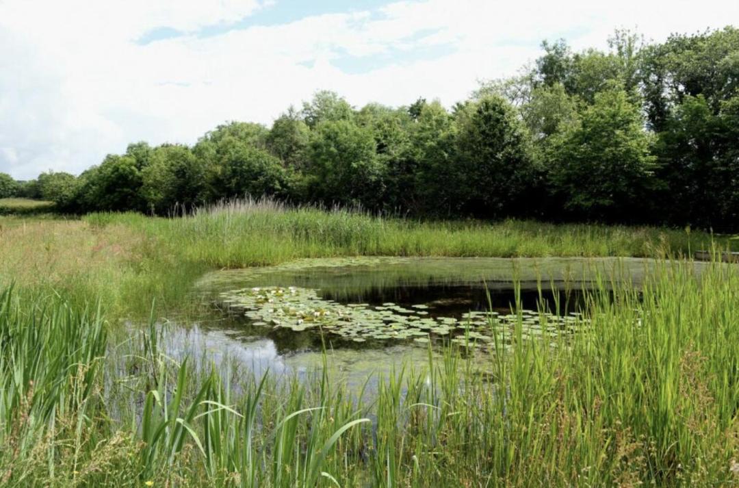 Photo of Others in Pentrefelin