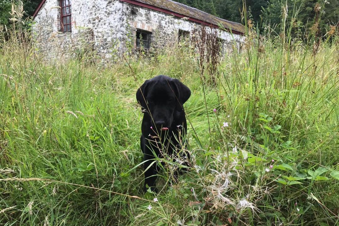 Photo of Others in Pentrefelin