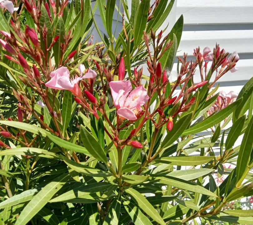 Photo of Others in Betchat