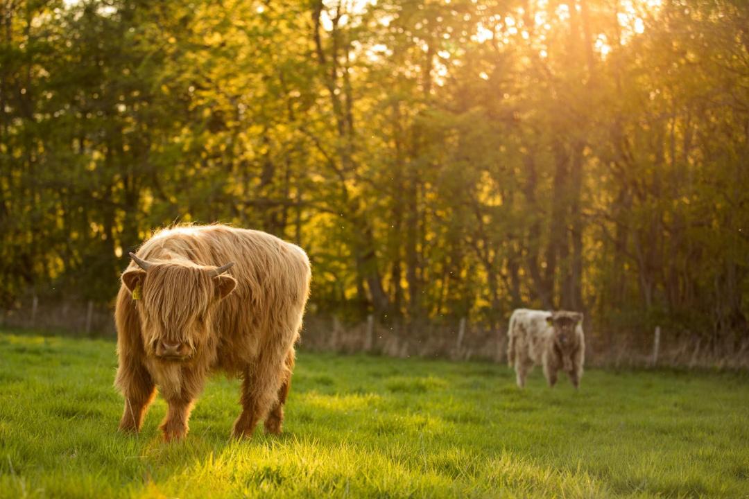 Photo of Others in Crieff