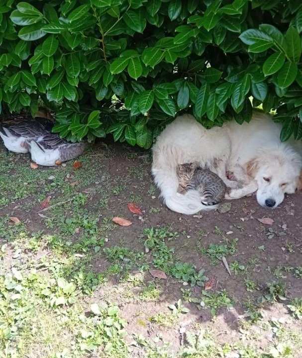 Photo of Others in Lourdios-Ichere