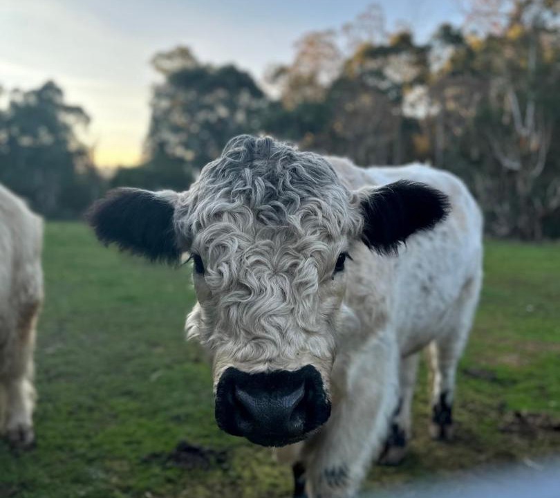 Photo of Others in Talunga