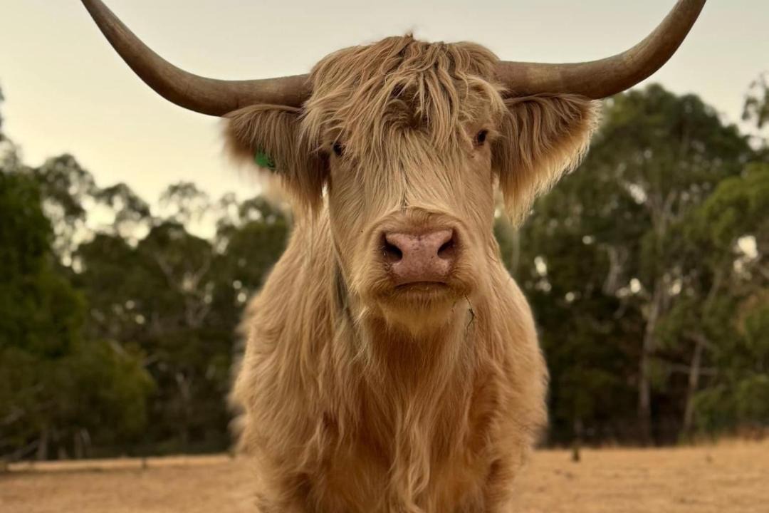 Photo of Others in Talunga